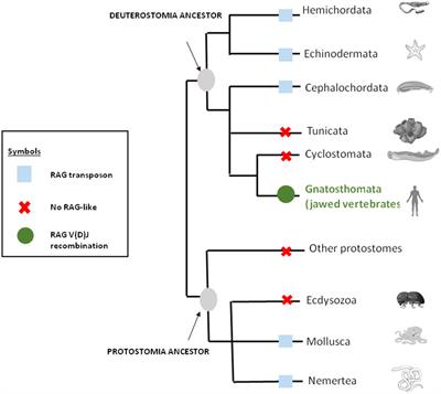 ‘Cannibalism’ of exogenous DNA sequences: The ancestral form of adaptive immunity which entails recognition of danger